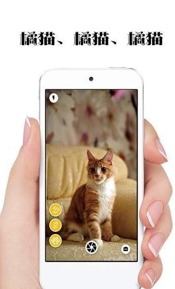 极简猫咪相机2023-图2