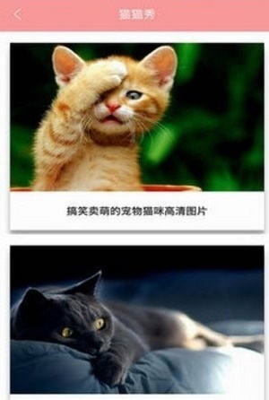 爱猫咪-图2