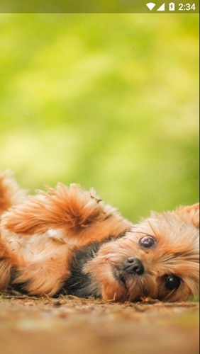 小狗交流器-图2