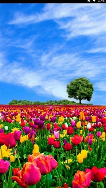 花田动态壁纸-图3