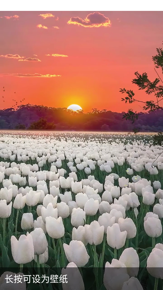 动态壁纸秀秀-图3