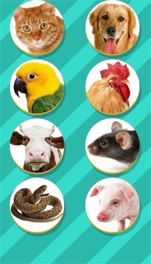 宠物翻译器-图2