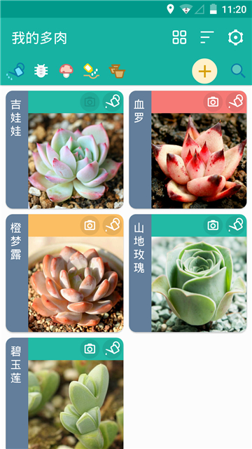 多肉成长记-图4