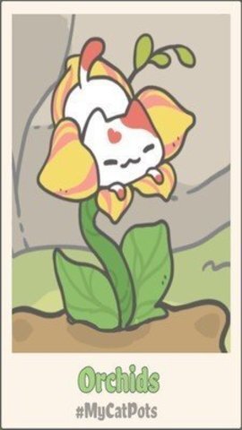 我的猫盆栽