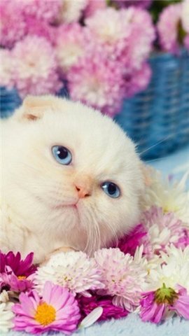 个性高清主题壁纸-图1