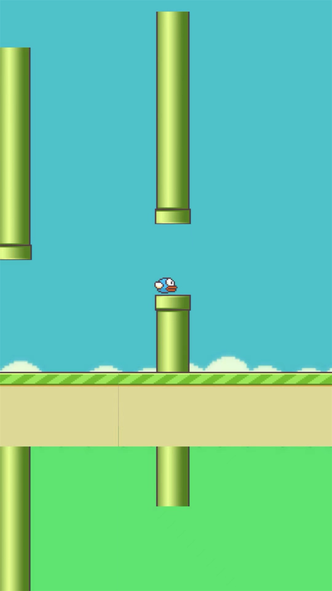 笨鸟努努 笨鸟努努