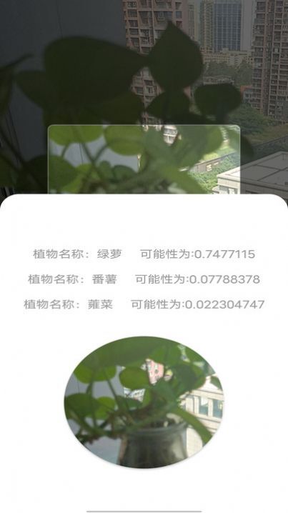 拍照识别植物弛意版 拍照识别植物弛意版