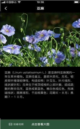 罗卜麻叶 罗卜麻叶