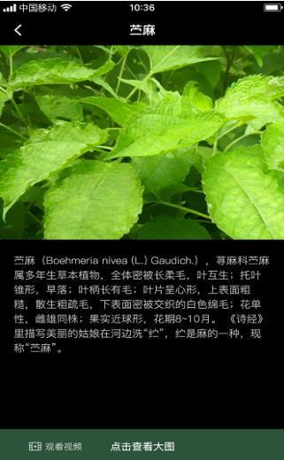 罗卜麻叶 罗卜麻叶