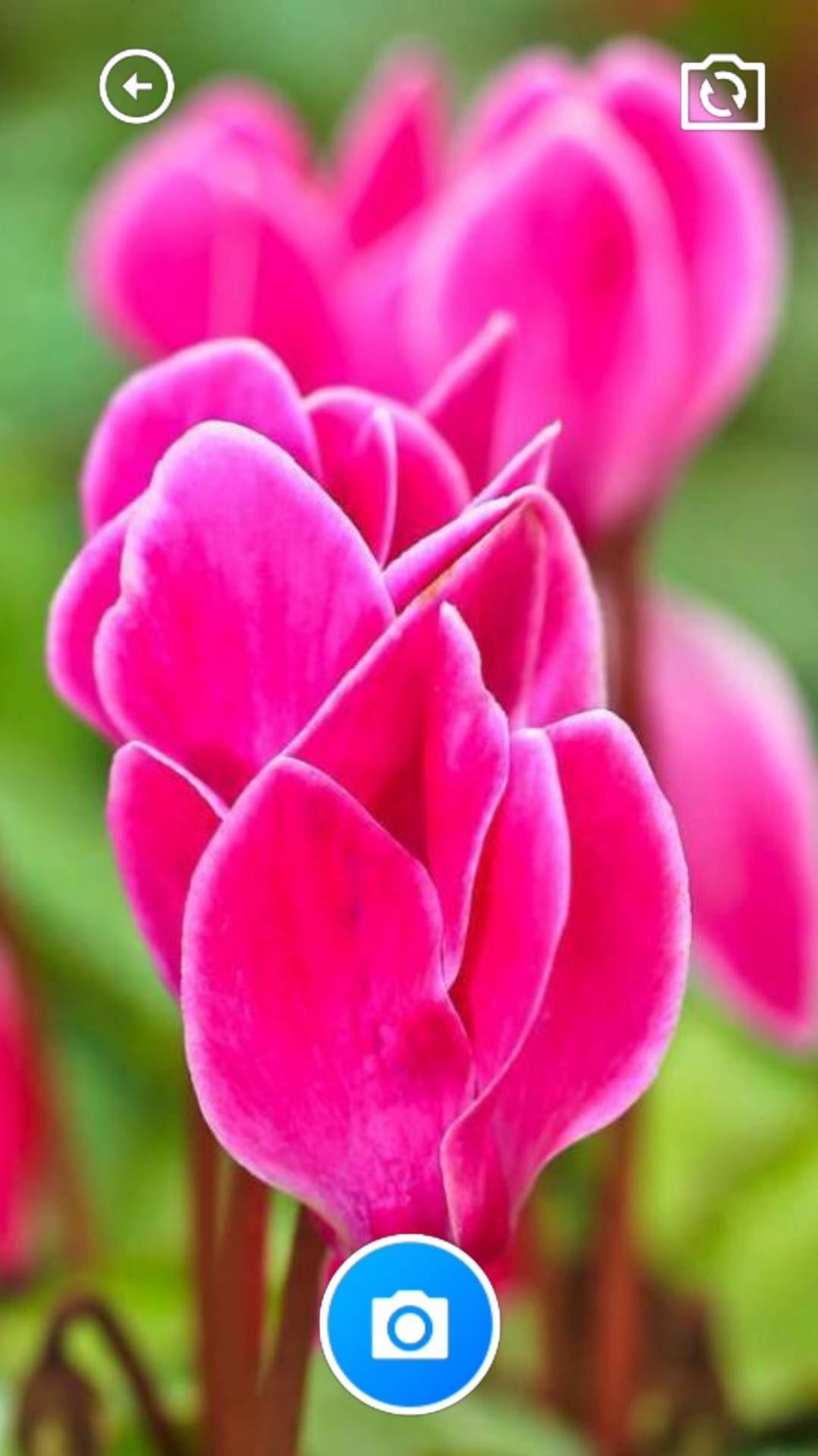 迎春花助手-图2