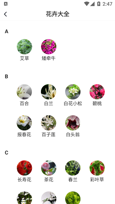 即有花 即有花